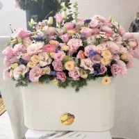 گل باکسی|گل و گیاه طبیعی|تهران, سیزده آبان|دیوار