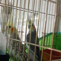 قفس و عروس هلندی460تومن