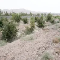 باغ در روستای تقاب