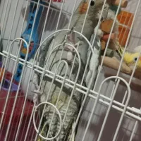 یک جفت عروس هلندی