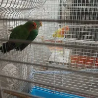 طوطی برزیلی|پرنده|رشت, سعدی (تختی)|دیوار