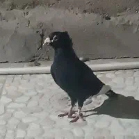 مینا سیاه نر