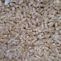 گندم مهرگان بذری .آبی