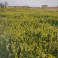 علف کیکوج