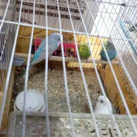 مرغ عشق|پرنده|کنارک, |دیوار