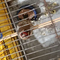 سهره نر عالی|پرنده|بوئین زهرا, |دیوار