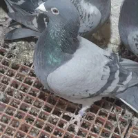 فروش پلاکی نر