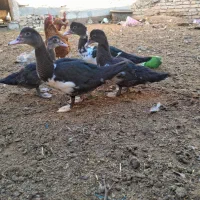 اردک اسراییلی مرغ و خروس