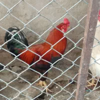مرغ خروس