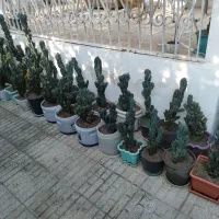 کل زیتتی