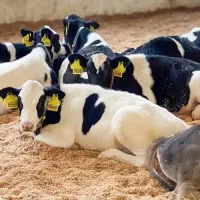 4عدد گوساله قطع شیر نر قیمت مناسب آمریکایی
