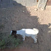 یک عدد بز|حیوانات مزرعه|سعدآباد, |دیوار