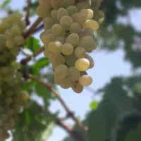 انگور عسکری و لعل ارزان شیرین