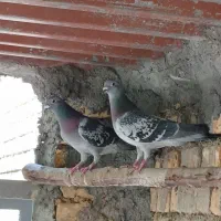 جفت پلاکی مسافتی با جوجه