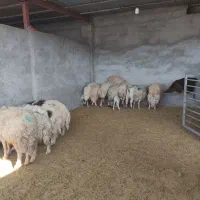 میش بره، شک ورن، بز،گوسفند|حیوانات مزرعه|آبدانان, |دیوار