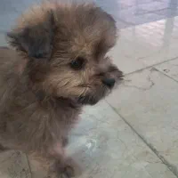 پاپی توله|سگ|شاهینشهر, حاجی آباد|دیوار