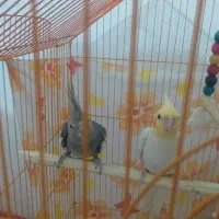 عروس هلندی
