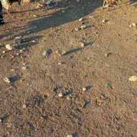 بوقلمون محلی سرحال|حیوانات مزرعه|دهدشت, |دیوار