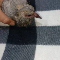 جوجه کبوتر