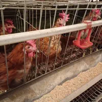 مرغ تخمگذار گلپایگان