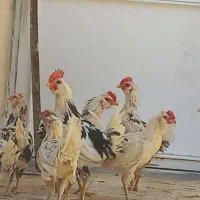 نوچه خروس گلین خالص