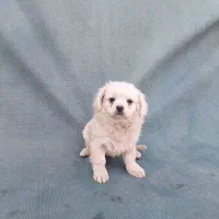 توله فانتزی|سگ|شیراز, شهرک فجر|دیوار