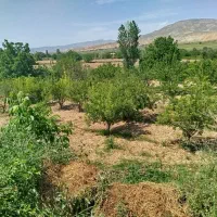 باغ-فروشی
