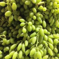غوره انگورعسگری درجه یک