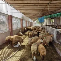 افشار کردستان مغان سنگسر (گوسفند زنده)|حیوانات مزرعه|تهران, تهرانپارس غربی|دیوار