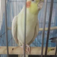 عروس هلندی و مرغ عشق