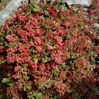 زرشک تازه