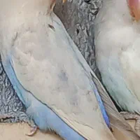 طوطی برزیلی