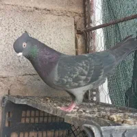 کبوتر پرشو بازی