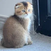 گربه اسکاتیش