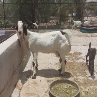 خرید فروش بز