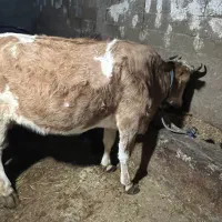 گاو با گوساله