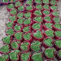 سبزه شب عید عمده فروشی  امیری