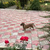 سگ سوسیسی پاکوتاه