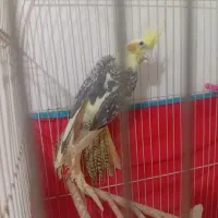 عروس هلندی دوکت خشکل