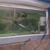 ماهی|ماهی|مشهد, مشکینی (شهرک غرب)|دیوار