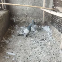 یک جفت یاهو یا پاپر
