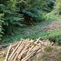 خرید چوب جنگلی صنوبر توباغ سرپا گردو مای لی