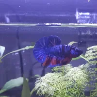 فایتر پلاکت مولتی کالر