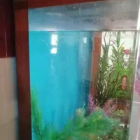 اکواریوم سالم بادرب چوبی وگلهای تزیینی وسنگ|ماهی|نیشابور, باغرود|دیوار