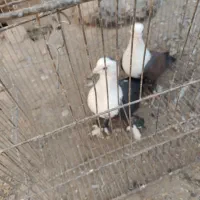 یک جفت کله سفید|پرنده|سبزوار, قصبه اب یمین|دیوار