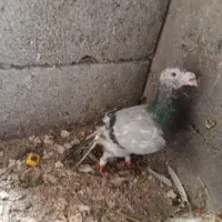 کبوتر|پرنده|خورموج, |دیوار