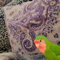 کوتوله گمشده