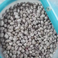 لوبیا چیتی خوش پخت امسالی