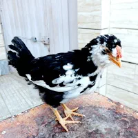 نیمچه گلین خروس آینده دار|حیوانات مزرعه|شهرکرد, |دیوار