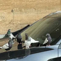 کبوتر|پرنده|قشم, |دیوار